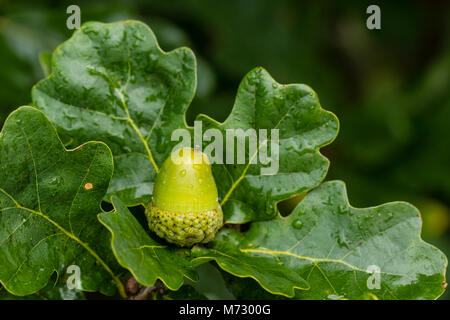 Acorn of English Oak (Quercus robur) Stock Photo