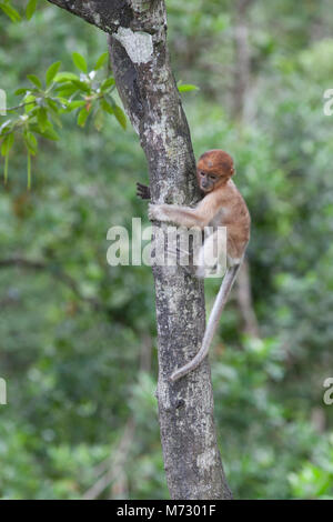 Baby proboscis monkey (Nasalis larvatus) climbing a tree trunk in Bornean coastal mangrove forest Stock Photo