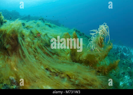 Algae overrun a dead coral reef, Curacao, Netherlands Antilles, Caribbean, Caribbean sea Stock Photo