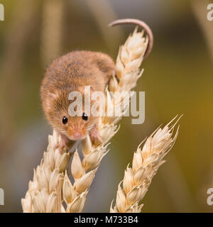Micromys minutus or Harvest Mouse in wheat field Stock Photo