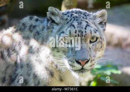 big white cat snow leopard - Irbis, Uncia uncia Stock Photo