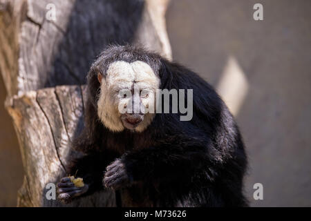 Pithecia pithecia, known as Golden-face saki monkey Stock Photo