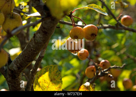 Water droplets on Crab Apples. Stock Photo