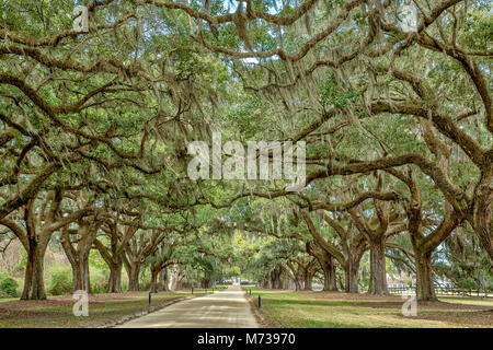 Avenue of oaks at Boone Hall plantation, Charleston, South Carolina Stock Photo