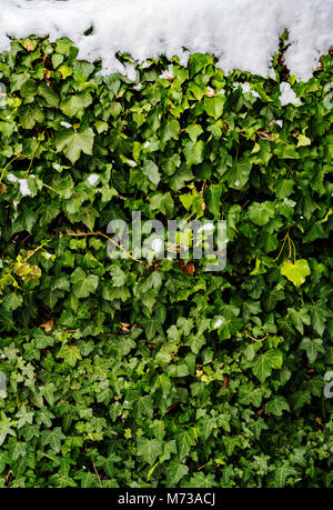 Hedra (ivy) hedge with snow on top. Stock Photo