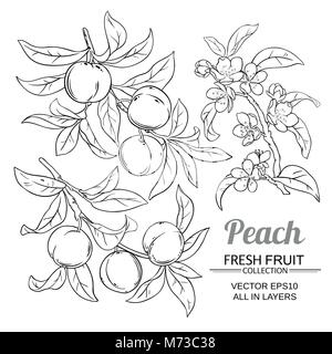 peach branches vector set on white background Stock Vector