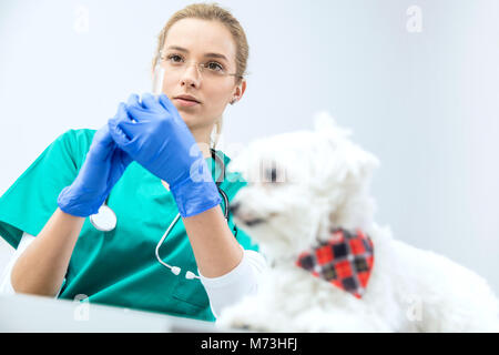 In focused view female vet prepares syringe to vaccinate. Dog awaits. Stock Photo