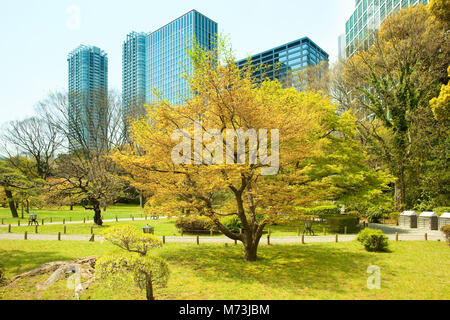 Hamarikyu (also Hama Rikyu) Gardens and modern skyscrapers of Shiodome Area, Chuo Ward, Tokyo, Kanto Region, Honshu, Japan Stock Photo