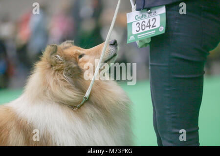 Birmingham, UK. 8th Mar, 2018. On the first day of Crufts, the largest and most famous dog show in the world, a collie sits patiently during judging, at the NEC, Birmingham. Credit: Peter Lopeman/Alamy Live News Stock Photo