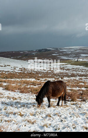 Builth Wells, Powys, UK. 8th March 2018. Welsh Mountain Ponies are seen in a cold wintry landscape on the Mynydd Epynt range. More snow fell last night and early this morning on high land in Powys, Mid Wales, UK. © Graham M. Lawrence/Alamy Live News. Stock Photo