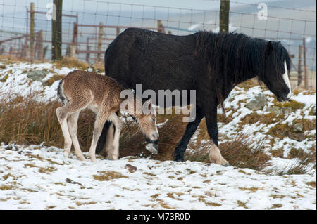 Builth Wells, Powys, UK. 8th March 2018. A newly born Welsh Mountain Pony foal shelters behind it's mother from the cold wind and snow on the Mynydd Epynt range. More snow fell last night and early this morning on high land in Powys, Mid Wales, UK. © Graham M. Lawrence/Alamy Live News. Stock Photo