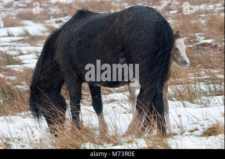 Builth Wells, Powys, UK. 8th March 2018. A newly born Welsh Mountain Pony foal shelters behind it's mother from the cold wind and snow on the Mynydd Epynt range. More snow fell last night and early this morning on high land in Powys, Mid Wales, UK. © Graham M. Lawrence/Alamy Live News. Stock Photo