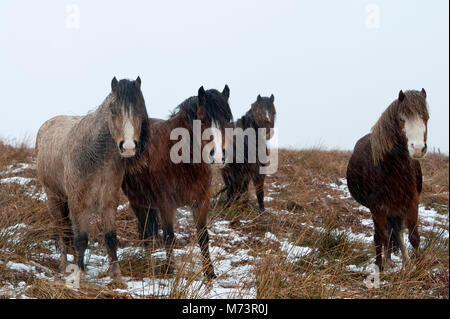 Builth Wells, Powys, UK. 8th March 2018. Welsh Mountain Ponies are seen in a cold wintry landscape on the Mynydd Epynt range. More snow fell last night and early this morning on high land in Powys, Mid Wales, UK. © Graham M. Lawrence/Alamy Live News. Stock Photo