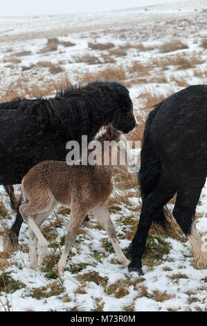 Builth Wells, Powys, UK. 8th March 2018. A newly born Welsh Mountain Pony foal shelters behind it's mother from the cold wind and snow on the Mynydd Epynt range. More snow fell last night and early this morning on high land in Powys, Mid Wales, UK. © Graham M. Lawrence/Alamy Live News. Stock Photo