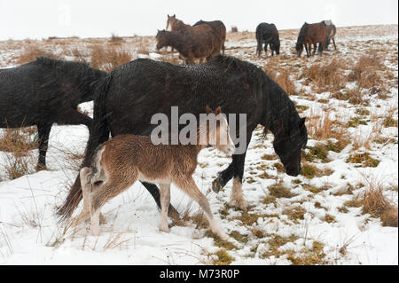 Builth Wells, Powys, UK. 8th March 2018. A newly born Welsh Mountain Pony foal shelters behind it's mother from the cold wind and snow on the Mynydd Epynt range. More snow fell last night and early this morning on high land in Powys, Mid Wales, UK. © Graham M. Lawrence/Alamy Live News. Stock Photo