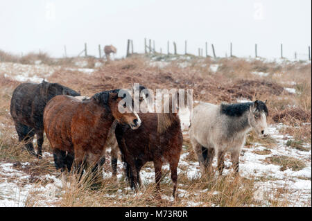 Builth Wells, Powys, UK. 8th March 2018. Welsh Mountain Ponies are seen in a cold wintry landscape on the Mynydd Epynt range. More snow fell last night and early this morning on high land in Powys, Mid Wales, UK. © Graham M. Lawrence/Alamy Live News. Stock Photo