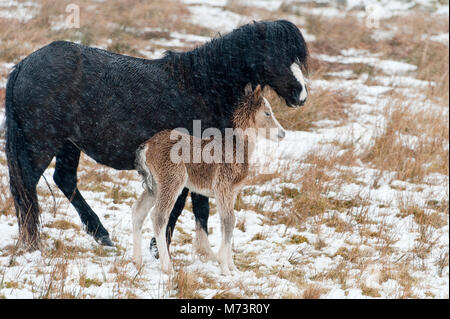 Builth Wells, Powys, UK. 8th March 2018. A newly born Welsh Mountain Pony foal shelters behind it's mother from the cold wind and snow on the Mynydd Epynt range. More snow fell last night and early this morning on high land in Powys, Mid Wales, UK. © Graham M. Lawrence/Alamy Live News. Stock Photo