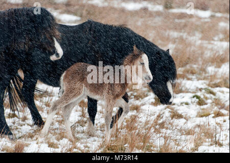 Builth Wells, Powys, UK. 8th March 2018. A newly born Welsh Mountain Pony foal shelters behind it's mother from the cold wind and snow on the Mynydd Epynt range. More snow fell last night and early this morning on high land in Powys, Mid Wales, UK. © Graham M. Lawrence/Alamy Live News. Stock Photo