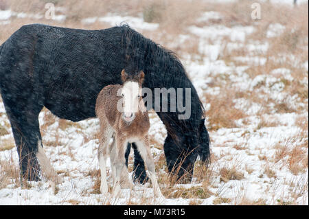 Builth Wells, Powys, UK. 8th March 2018. A newly born Welsh Mountain Pony foal shelters behind it's mother from the cold wind and snow on the Mynydd Epynt range. More snow fell last night and early this morning on high land in Powys, Mid Wales, UK. © Graham M. Lawrence/Alamy Live News. Stock Photo