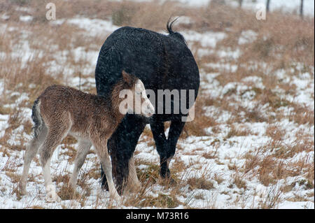 Builth Wells, Powys, UK. 8th March 2018. A newly born Welsh Mountain Pony foal shelters behind it's mother from the cold wind and snow on the Mynydd Epynt range. More snow fell last night and early this morning on high land in Powys, Mid Wales, UK. © Graham M. Lawrence/Alamy Live News. Stock Photo