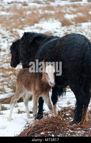 Builth Wells, Powys, UK. 8th March 2018. A newly born Welsh Mountain Pony foal shelters behind it's mother from the cold wind and snow on the Mynydd Epynt range. More snow fell last night and early this morning on high land in Powys, Mid Wales, UK. © Graham M. Lawrence/Alamy Live News. Stock Photo