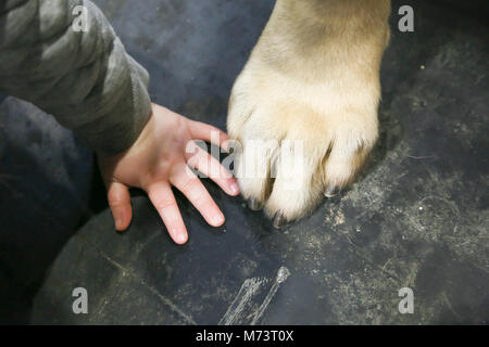 Birmingham, UK. 8th Mar, 2018. On the first day of Crufts at the NEC, Birmingham, a 2-year-old boy's hand is compared to a 2-year-old mastiff's paw. Credit: Peter Lopeman/Alamy Live News Stock Photo