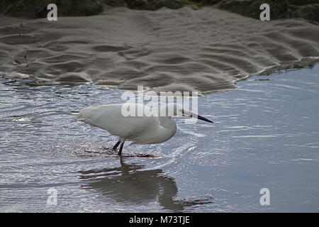 The Warren, Rosscarbery, Cork, Ireland. 8th March, 2018. A Little Egret (Egretta Garzetta) enjoying the morning sun, fishing in the shallows of the Warren, at Rosscarbery. Credit: aphperspective/ Alamy Live News Stock Photo