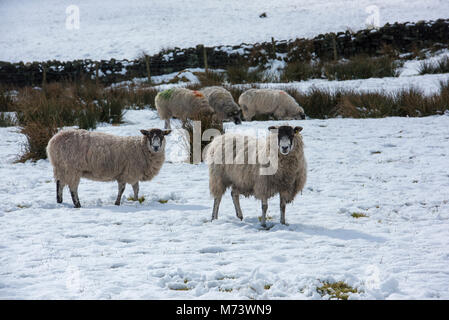 Winter snowfall in March with sheep and young lambs Stock Photo - Alamy