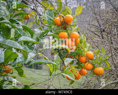 Branch of an orange tree with fruits on it in a winter cloudy day Stock Photo