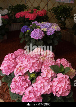 Colorful Ηydrangea flowers on potted plants Stock Photo