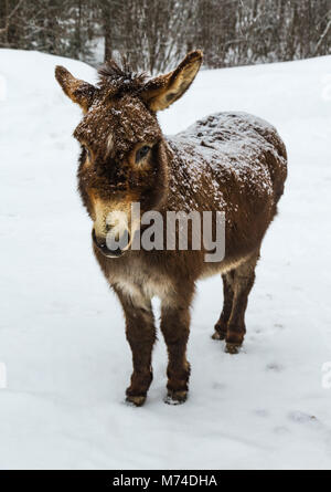 'Odie', beloved pet donkey, posing for his portrait in the early morning snow. Stock Photo