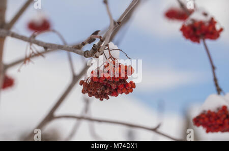 Rowan berry in winter on a tree snow in the sunny day christmas frost Stock Photo