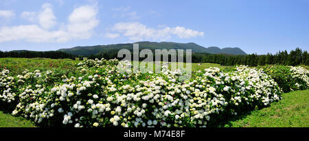 Santa Bárbara mountain and hydrangeas. Terceira, Azores islands, Portugal Stock Photo