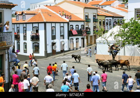 Bullfight (tourada à corda) in Angra do Heroísmo. Terceira, Azores islands, Portugal Stock Photo