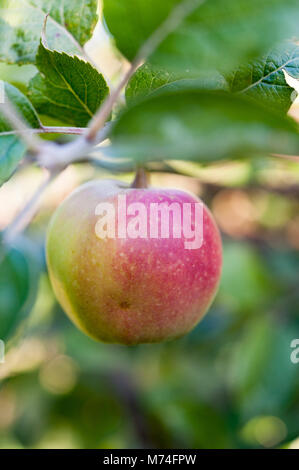 Single ripe apple, Malus pumila, growing on apple tree. Stock Photo