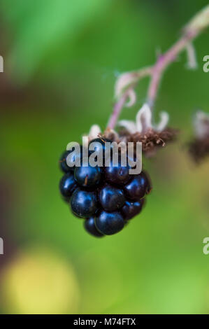 Close up of single ripe blackberry, Rubus, fruit growing on blackberry vine. Stock Photo