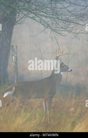 01982-04011  White-tailed Deer (Odocoileus virginianus) 8 - point buck in fog near fence  Great Smoky Mountains NP  TN Stock Photo