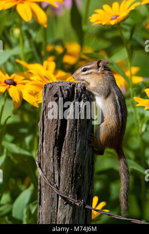 02051-00406 Eastern Chipmunk (Tamias striatus) on fence post near flower garden, Marion Co., IL
