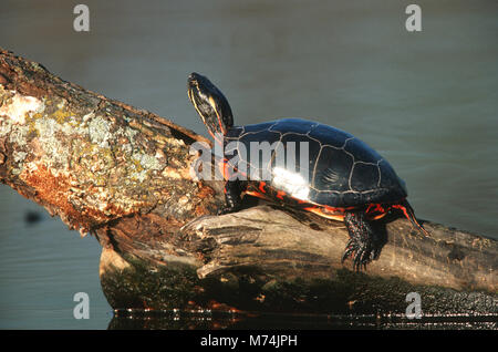 02511-002.20 Painted Turtle (Chrysemys picta) on log in wetland, Marion Co.  IL Stock Photo