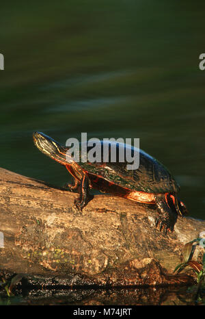 02511-003.13 Painted Turtle (Chrysemys picta) on log in wetland  Marion Co.  IL Stock Photo