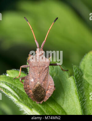 Dock Bug (Coreus marginatus) resting on plant leaf. Tipperary, Ireland Stock Photo