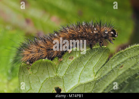 Ruby Tiger Moth caterpillar (Phragmatobia fuliginosa) walking along edge of leaf. Tipperary, Ireland Stock Photo