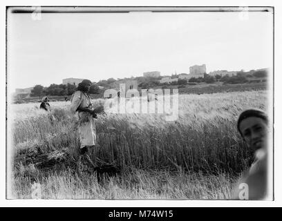 Harvesting and threshing floor scenes in the story of Ruth & Boaz LOC matpc.10141 Stock Photo