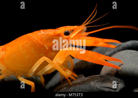 Young crayfish lobster with small rock in fish tank and black background. Stock Photo