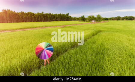 Colorful umbrella in the green rice field from top eye view photo with outdoor sunlight lighting. Stock Photo