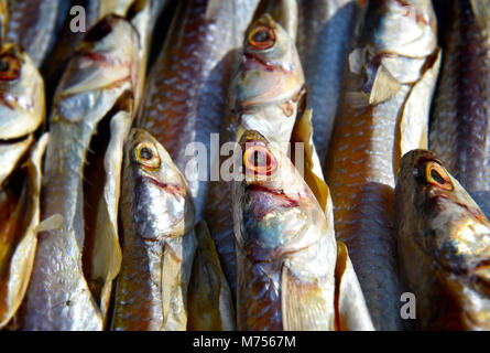 dry mullet fish in sunlight for sale at the fishery market and the one kind of food preservation for seafood Stock Photo