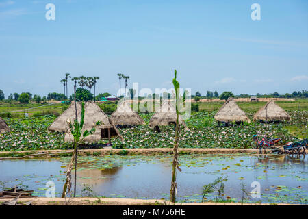 Huts on the pond full of lotus flowers. Siem Reap, Cambodia Stock Photo