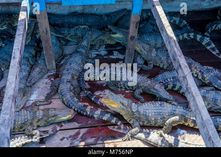 Crocodile farm on a boat in Tonle Sap floating village, Cambodia Stock Photo