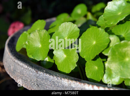 natural fresh aquatic plant of home garden Stock Photo