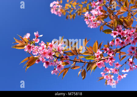Wild Himalayan Cherry blooming on mountain at north thailand in winter season every year Stock Photo